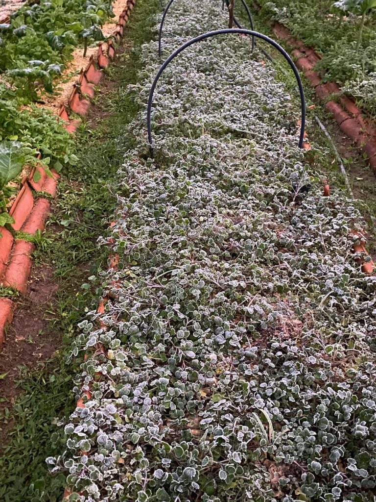 Produção congelada – a comuna sente os impactos do clima
