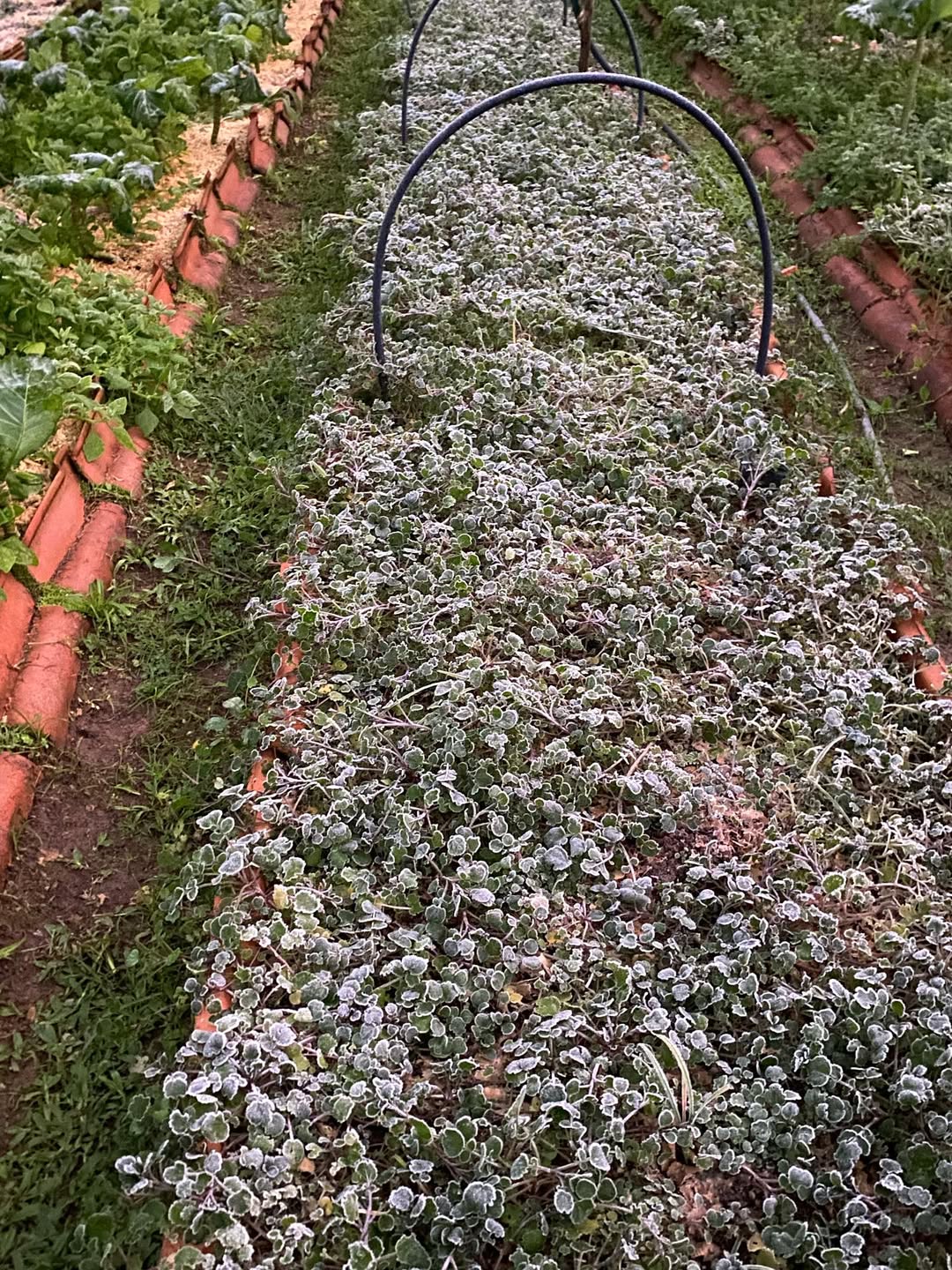 Produção da comuna congelada